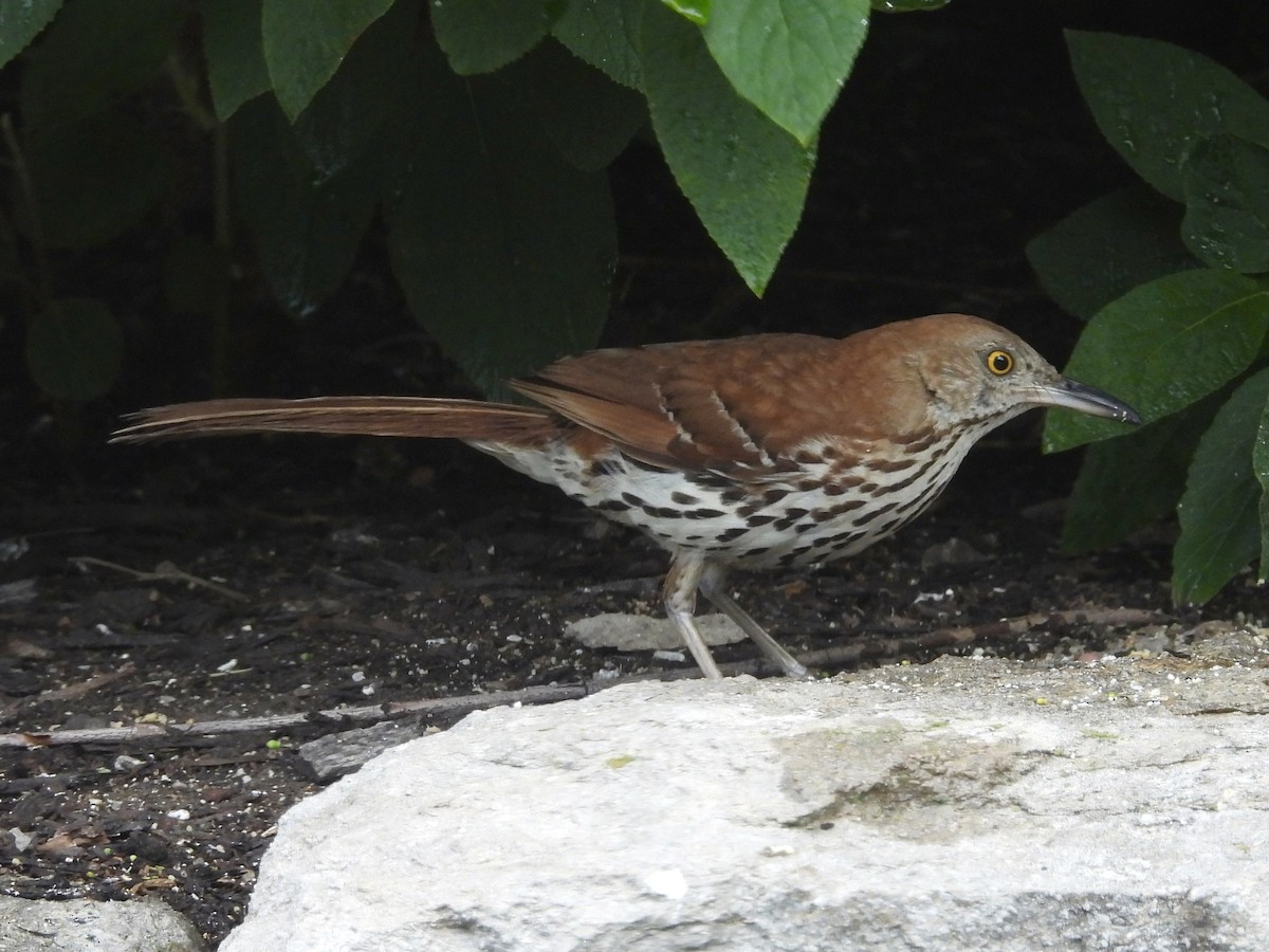 Brown Thrasher - ML620487151