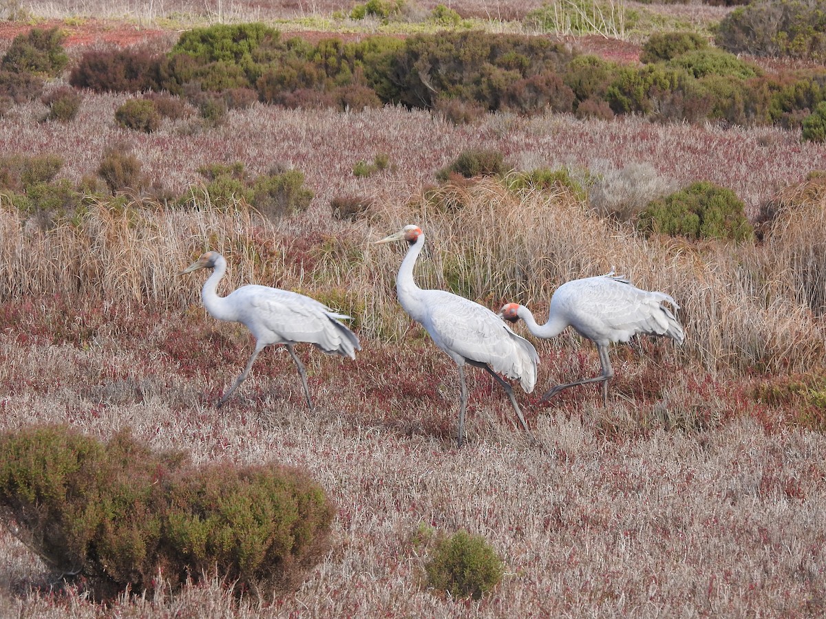 Grue brolga - ML620487154