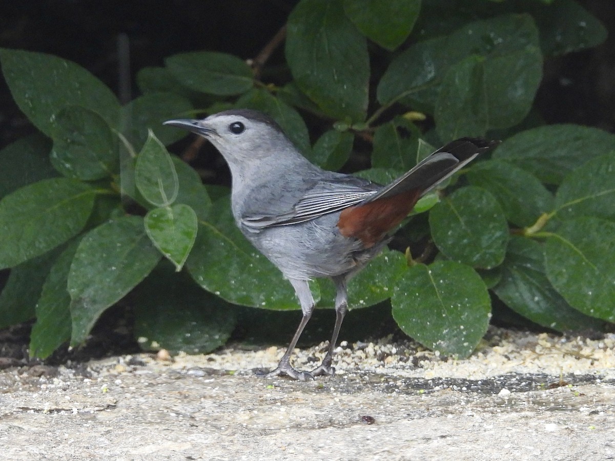 Pájaro Gato Gris - ML620487159