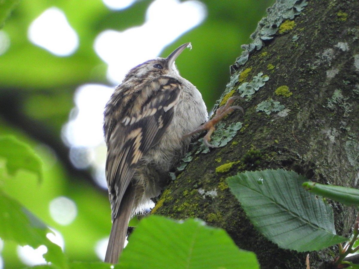 Short-toed Treecreeper - ML620487165