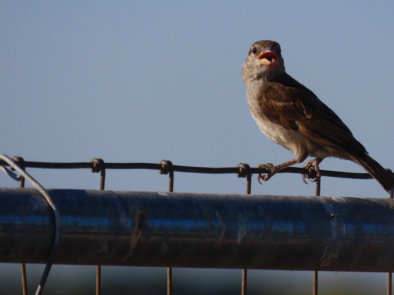 House Sparrow - ML620487167