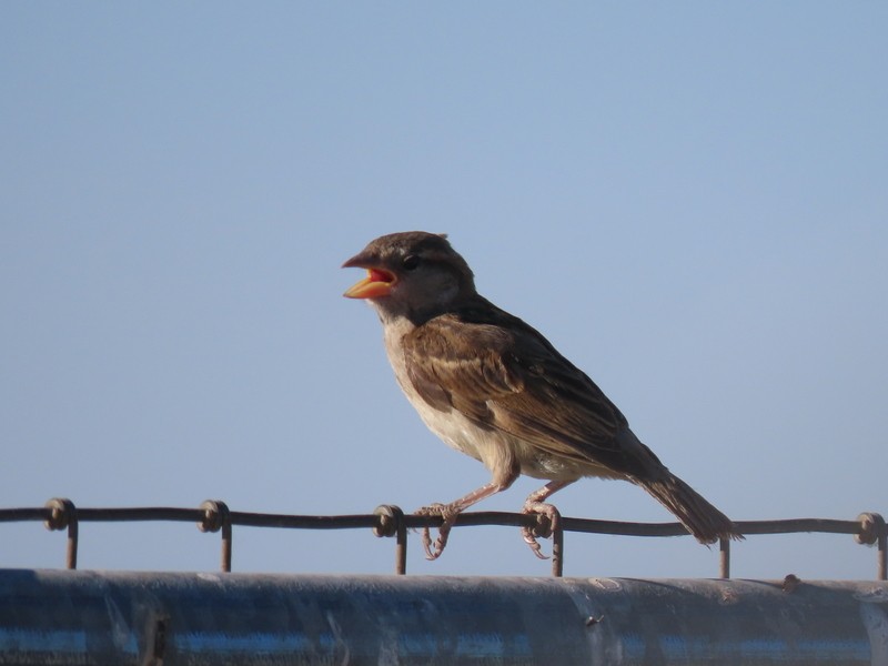 House Sparrow - ML620487172