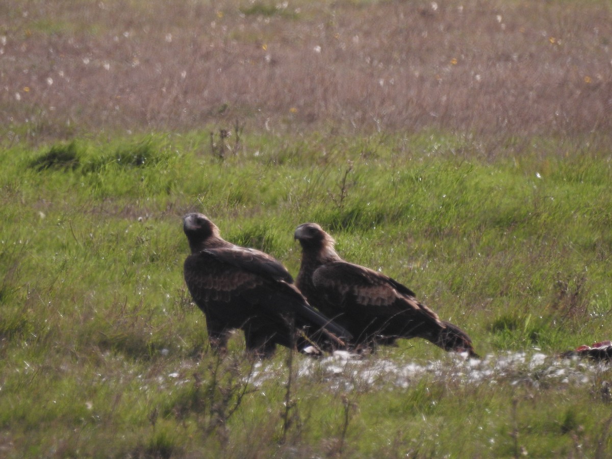 Wedge-tailed Eagle - ML620487173