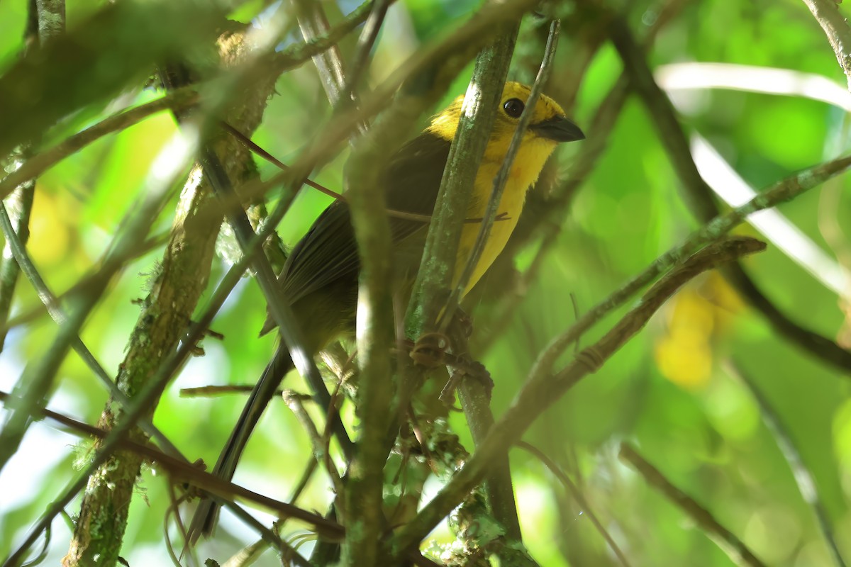 Yellow-headed Brushfinch - ML620487174