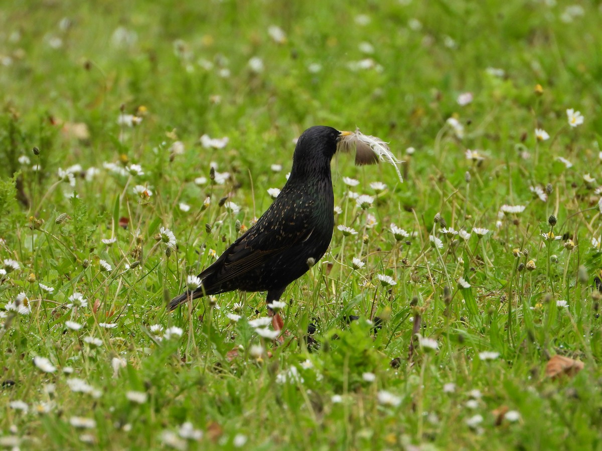 European Starling - valerie pelchat