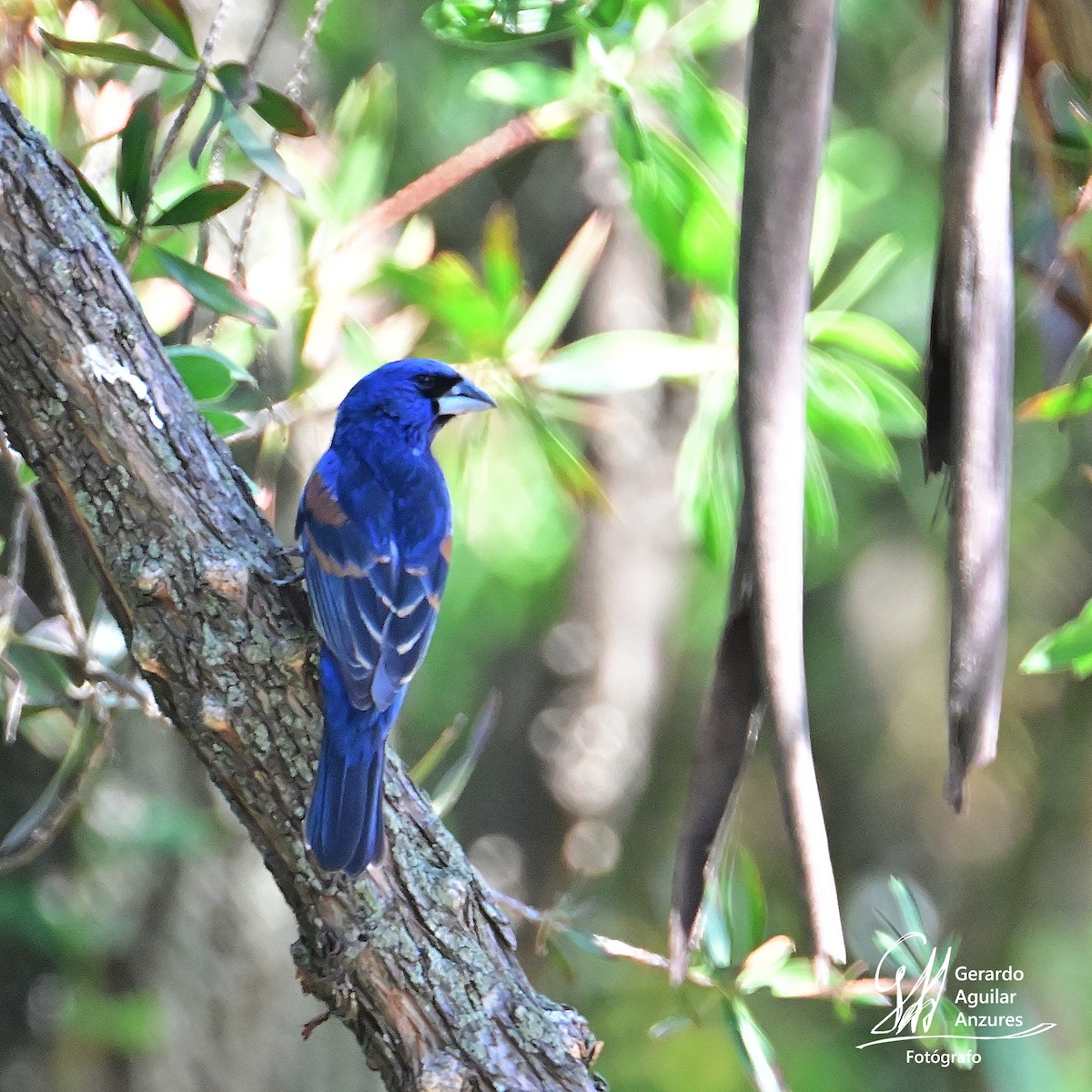 Guiraca bleu - ML620487179