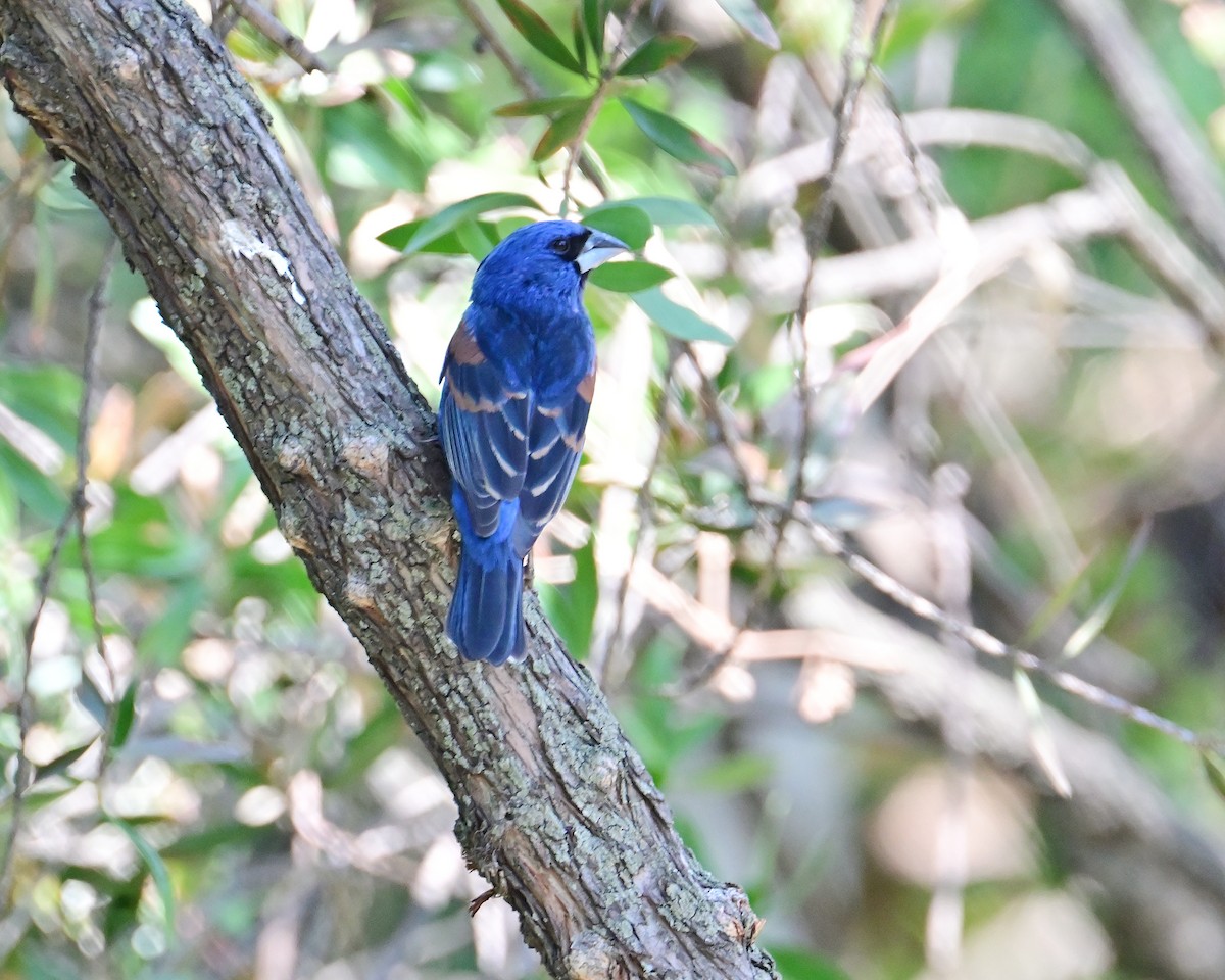 Guiraca bleu - ML620487180