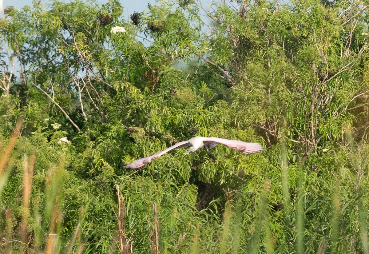 Roseate Spoonbill - ML620487182