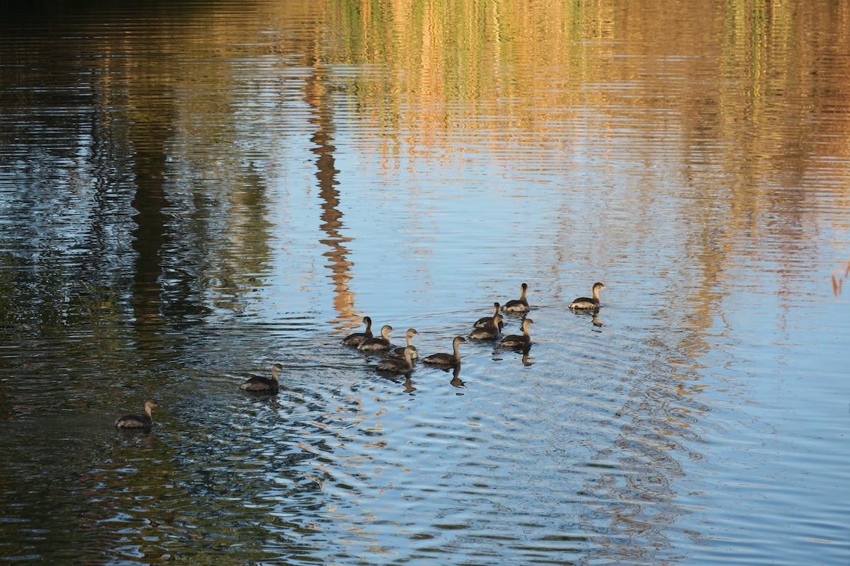 Hoary-headed Grebe - Anonymous