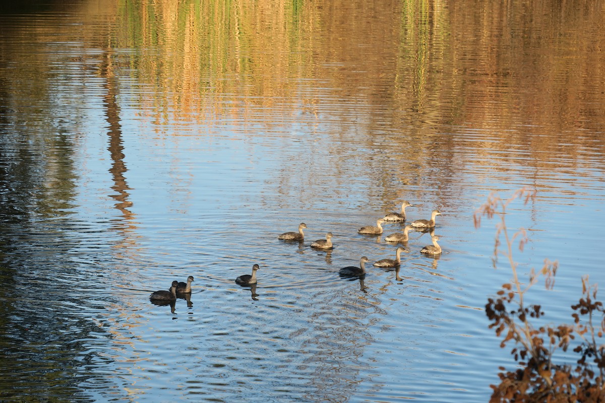 Hoary-headed Grebe - ML620487186