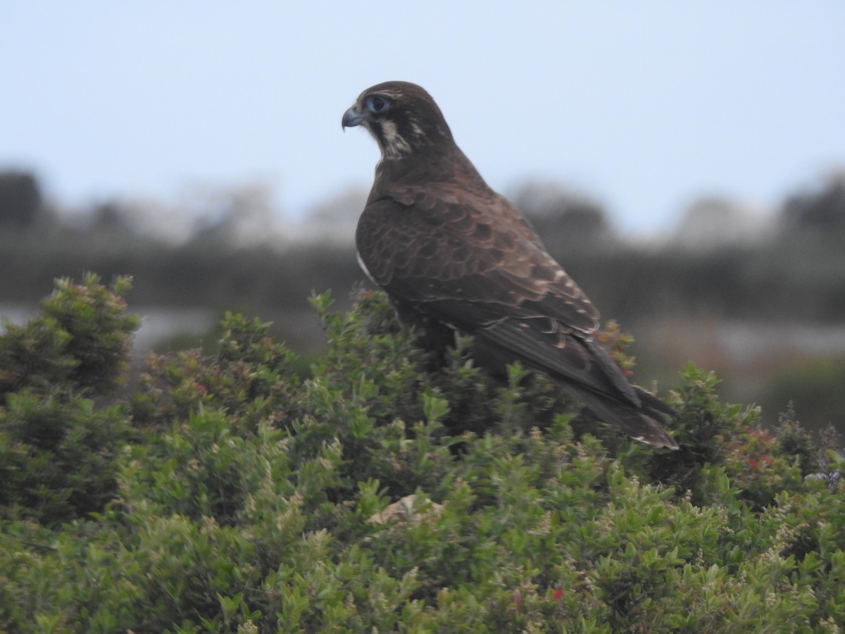 Brown Falcon - ML620487193