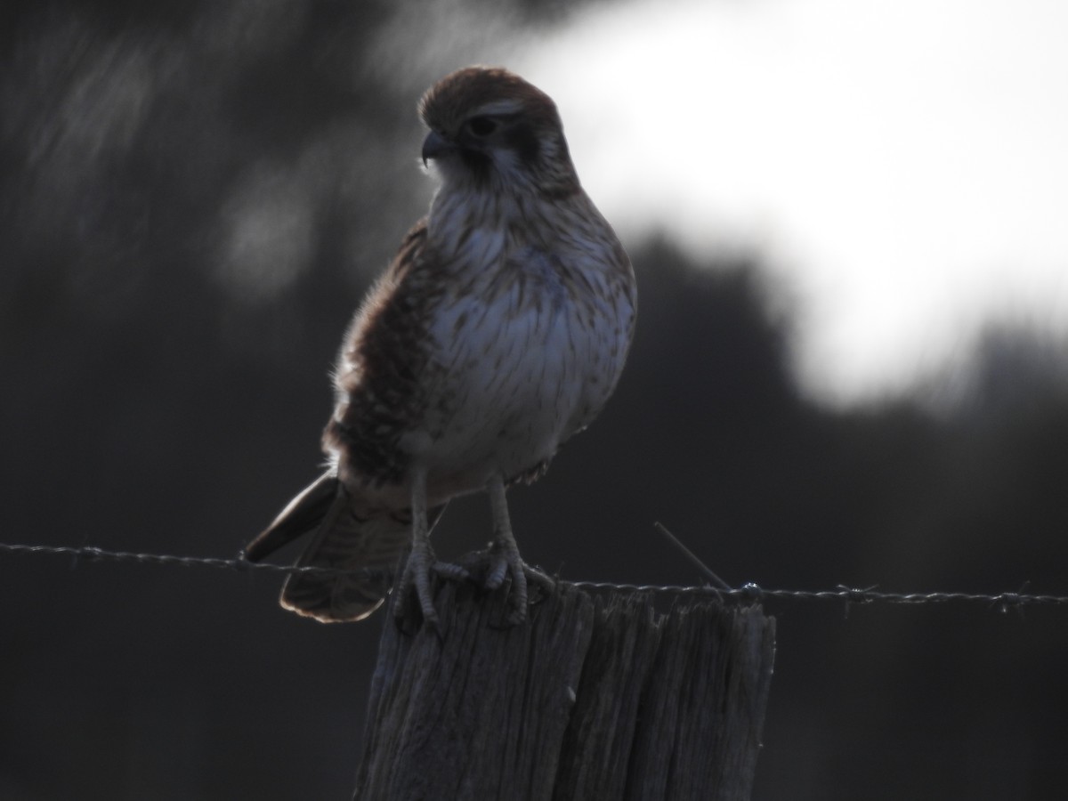 Brown Falcon - ML620487194