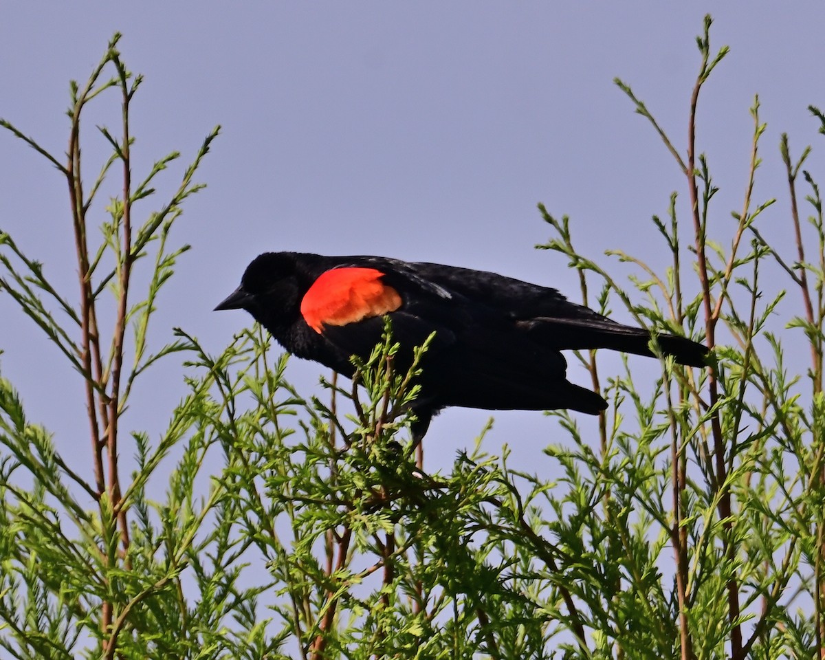 Red-winged Blackbird - ML620487198
