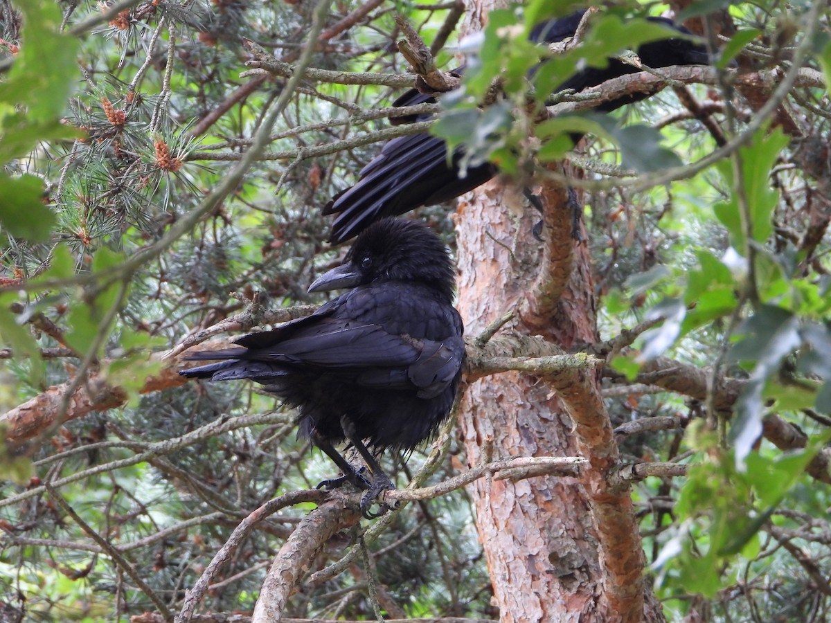 Carrion Crow - ML620487202