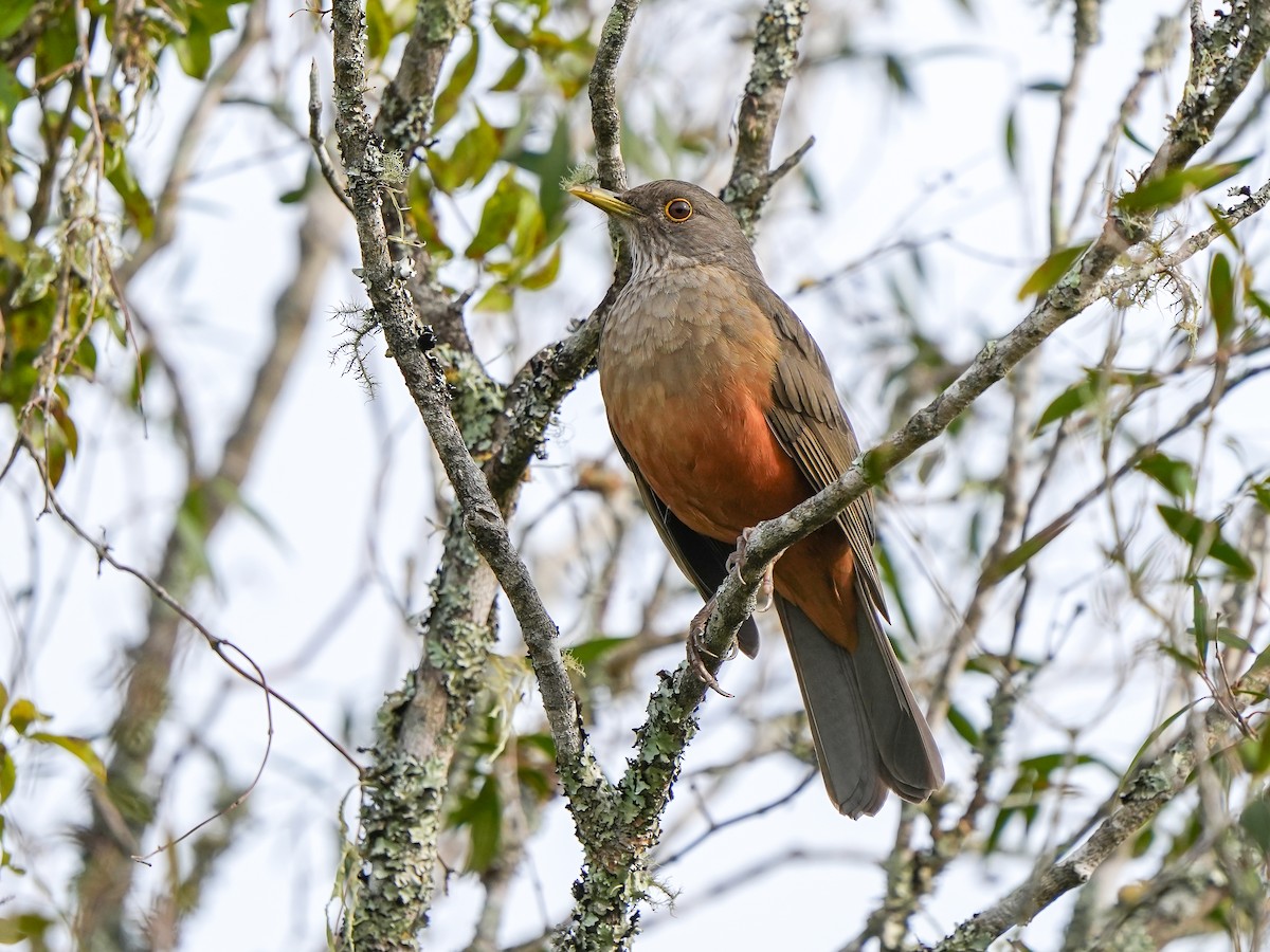 Rufous-bellied Thrush - ML620487203