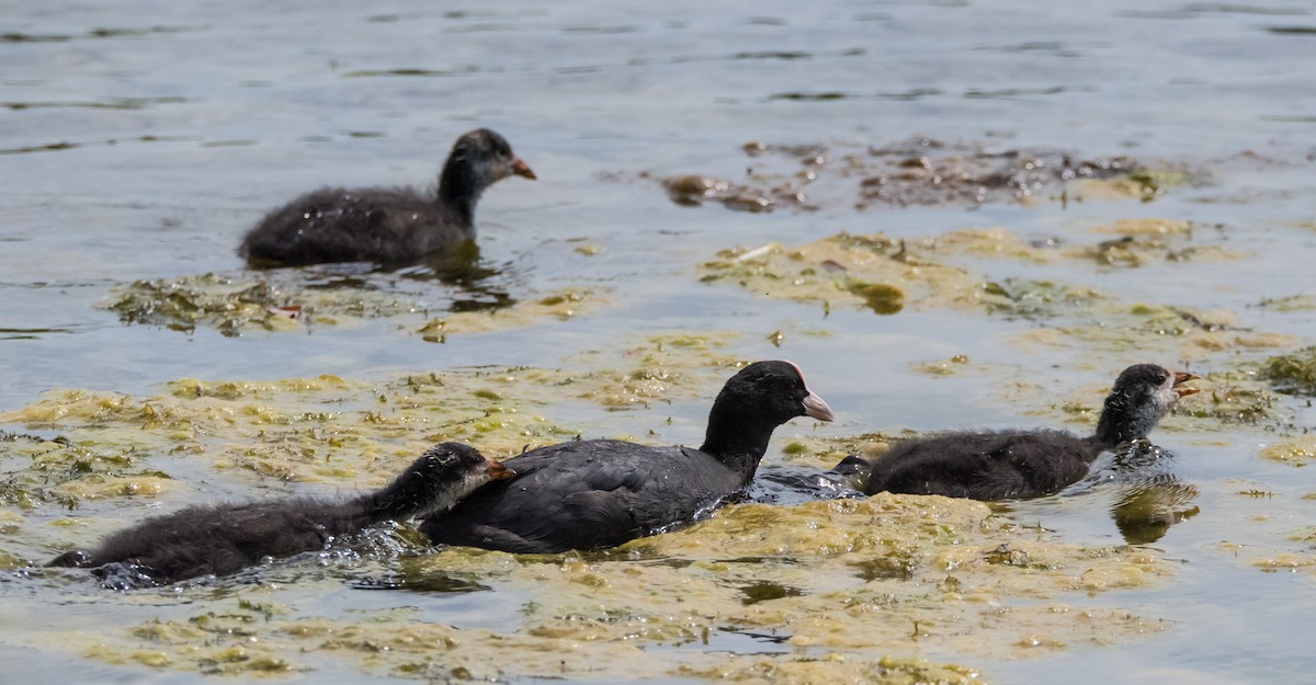 Eurasian Coot - ML620487210