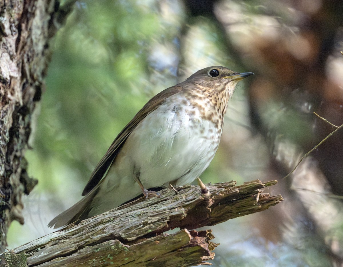 Swainson's Thrush - ML620487213