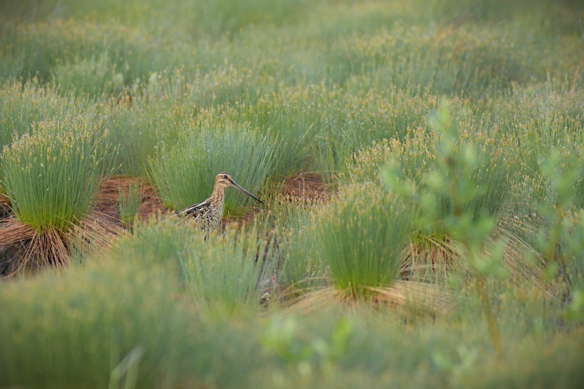 Wilson's Snipe - ML620487216