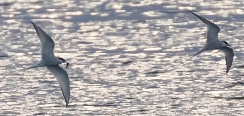 Arctic Tern - Scott Young