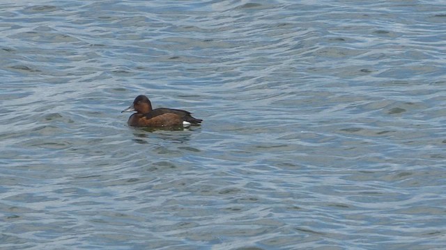 Ferruginous Duck - ML620487223