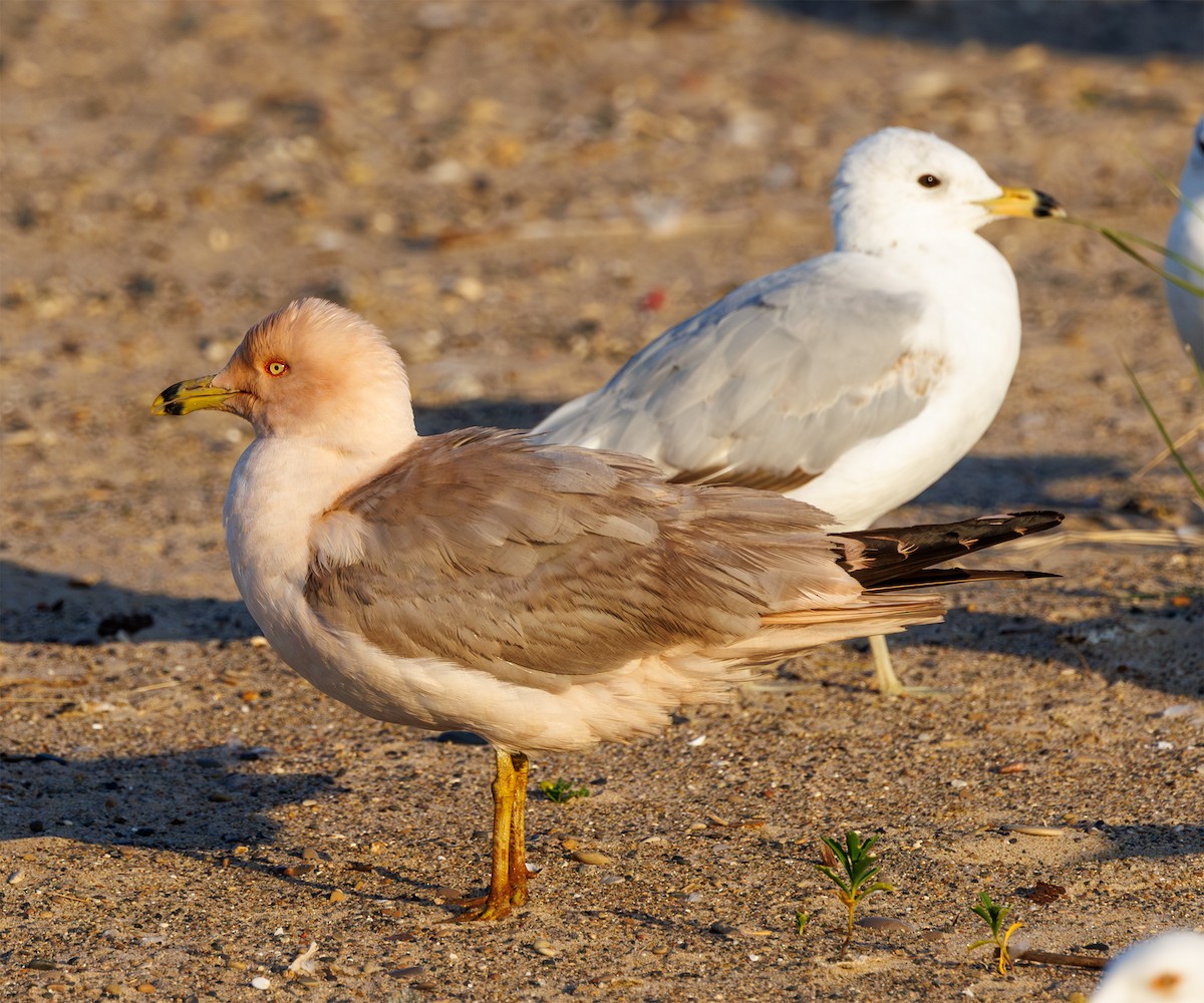 Ring-billed Gull - ML620487224