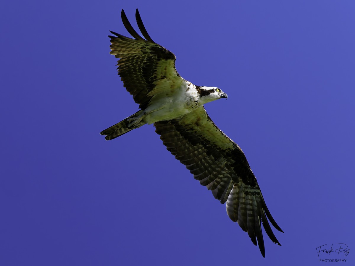 Osprey - ML620487225