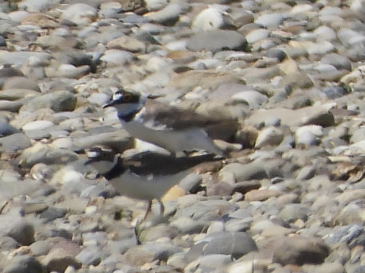 Little Ringed Plover - ML620487227