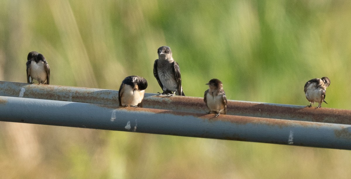 Purple Martin - ML620487228