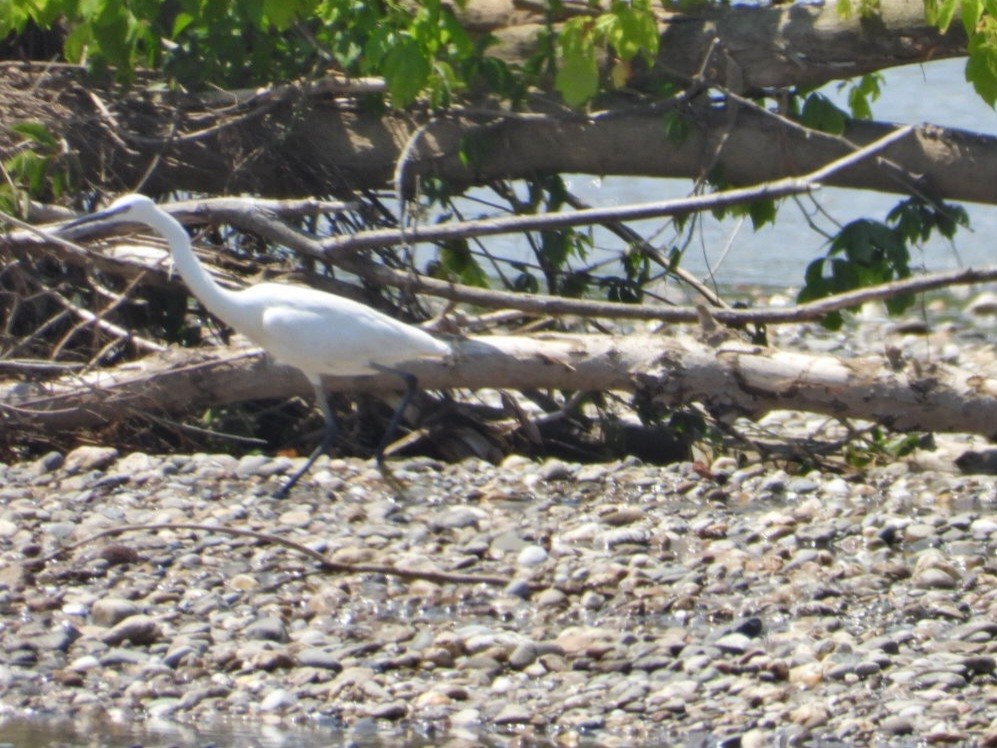 Little Egret - ML620487229