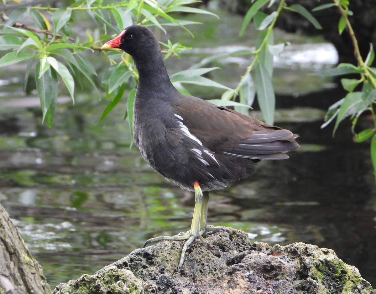 Gallinule poule-d'eau - ML620487230