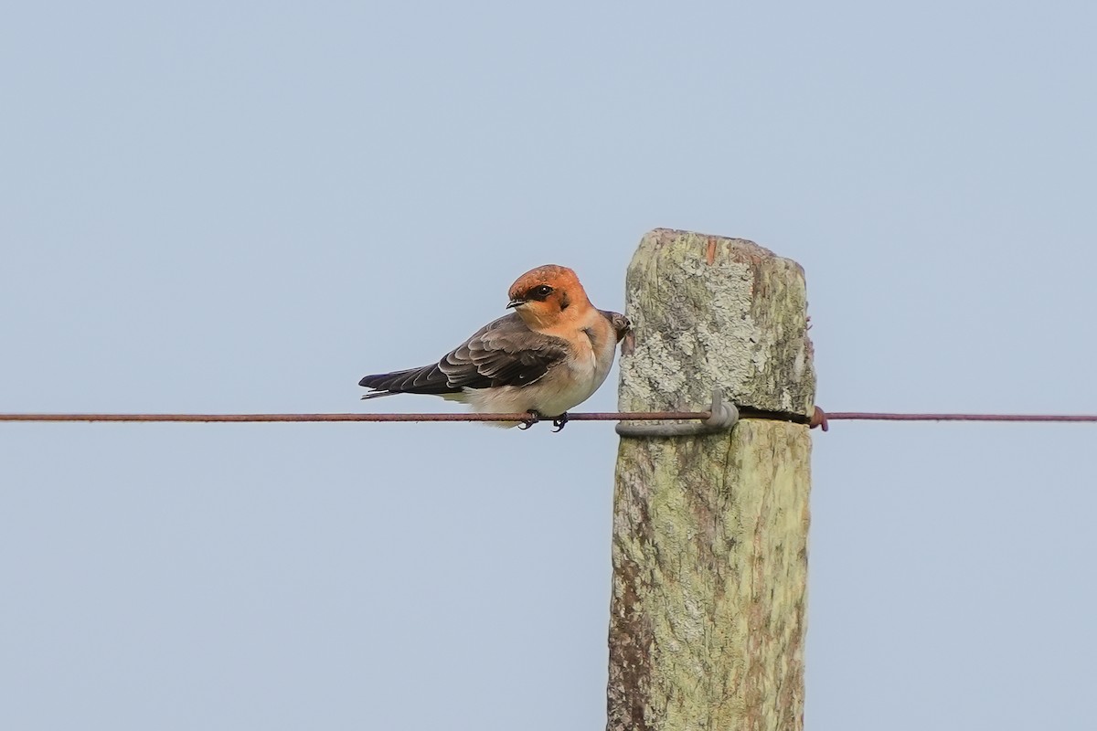 Golondrina Cabecicastaña - ML620487233