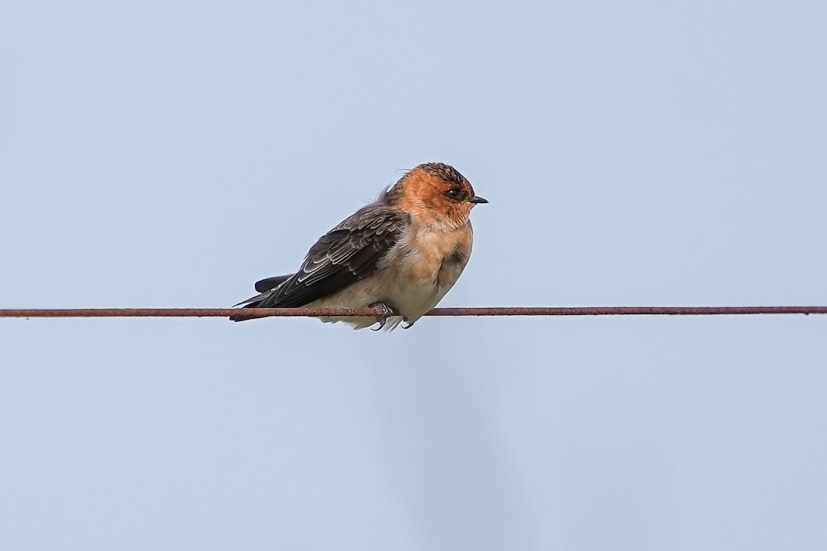 Tawny-headed Swallow - Luis Piñeyrua