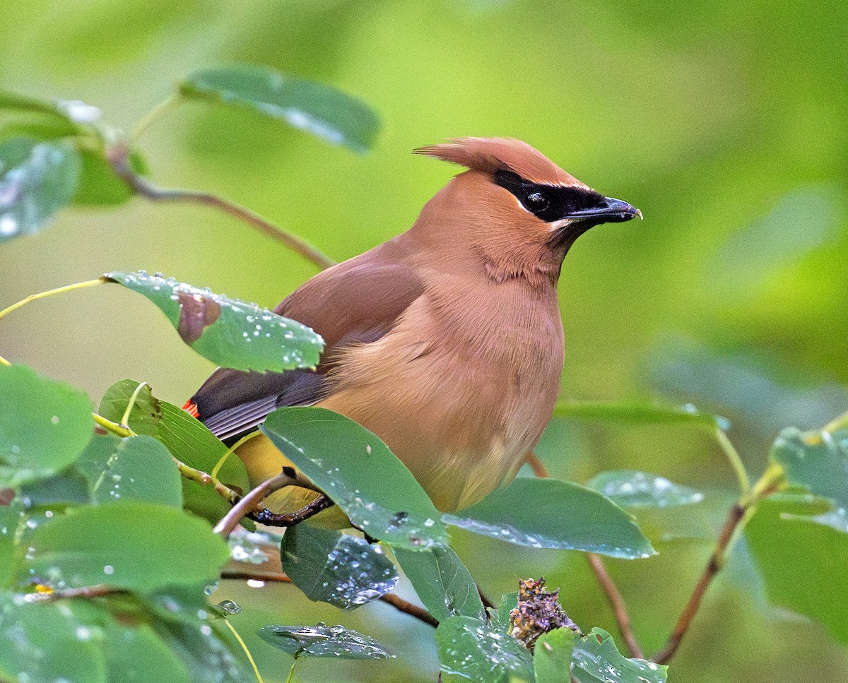 Cedar Waxwing - ML620487236