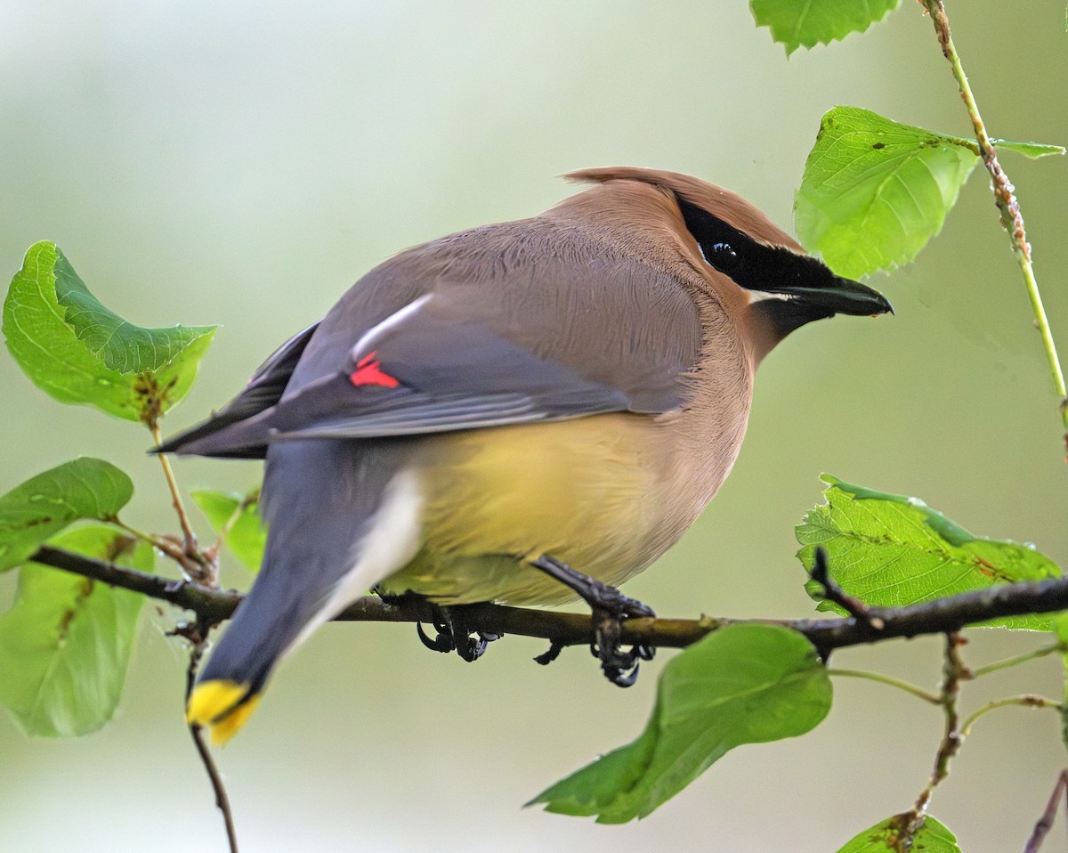 Cedar Waxwing - ML620487237