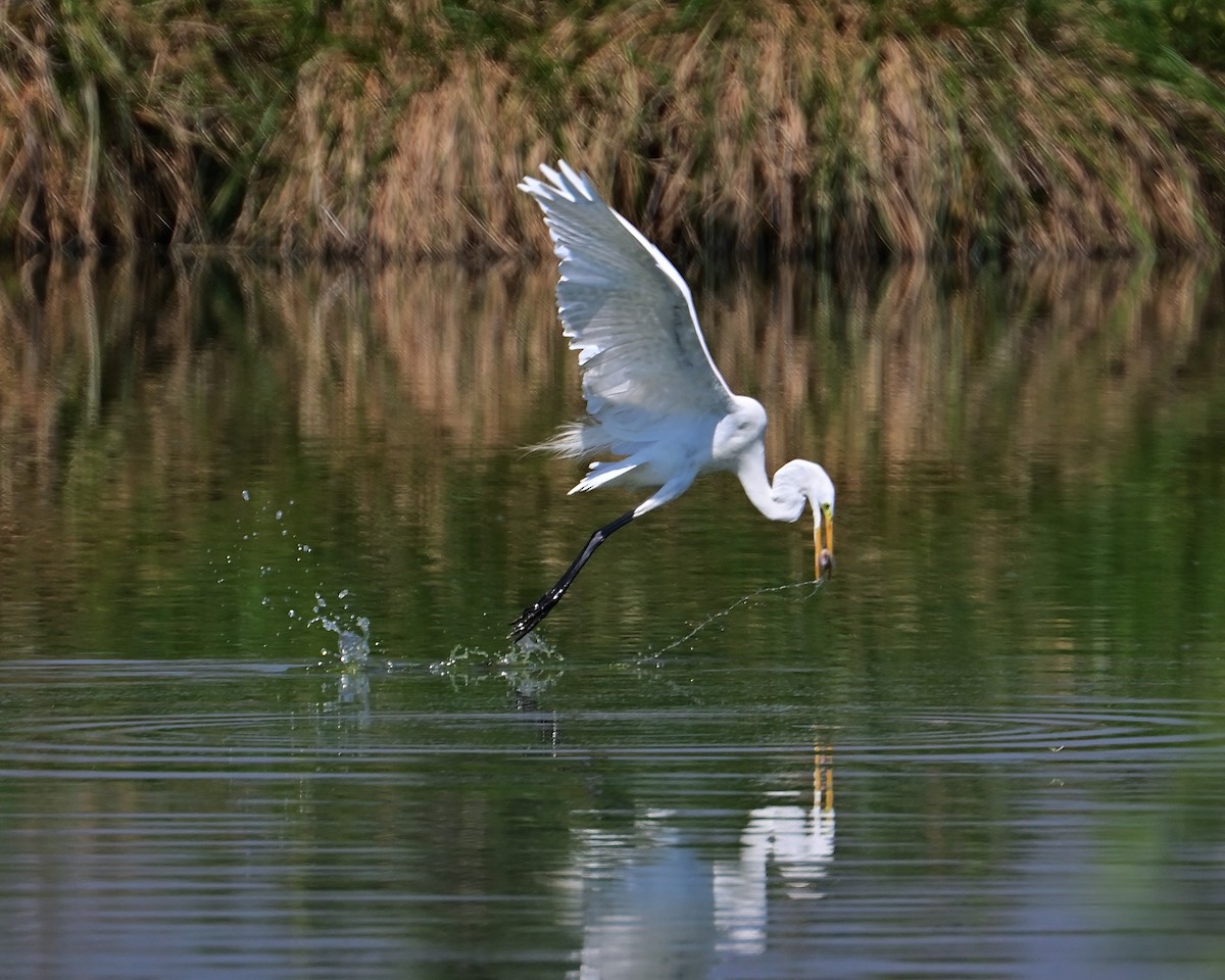 Great Egret - ML620487249