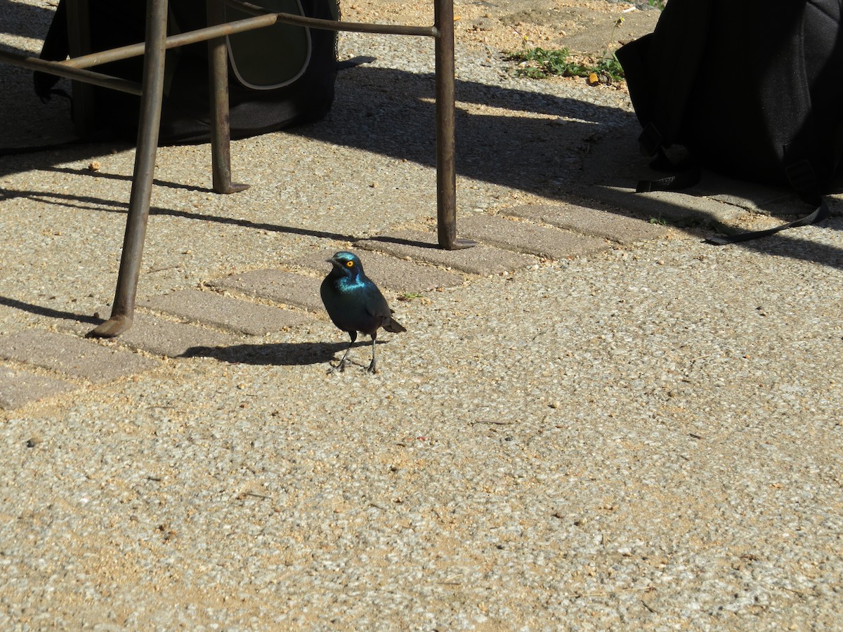 Cape Starling - Mike & Angela Stahl