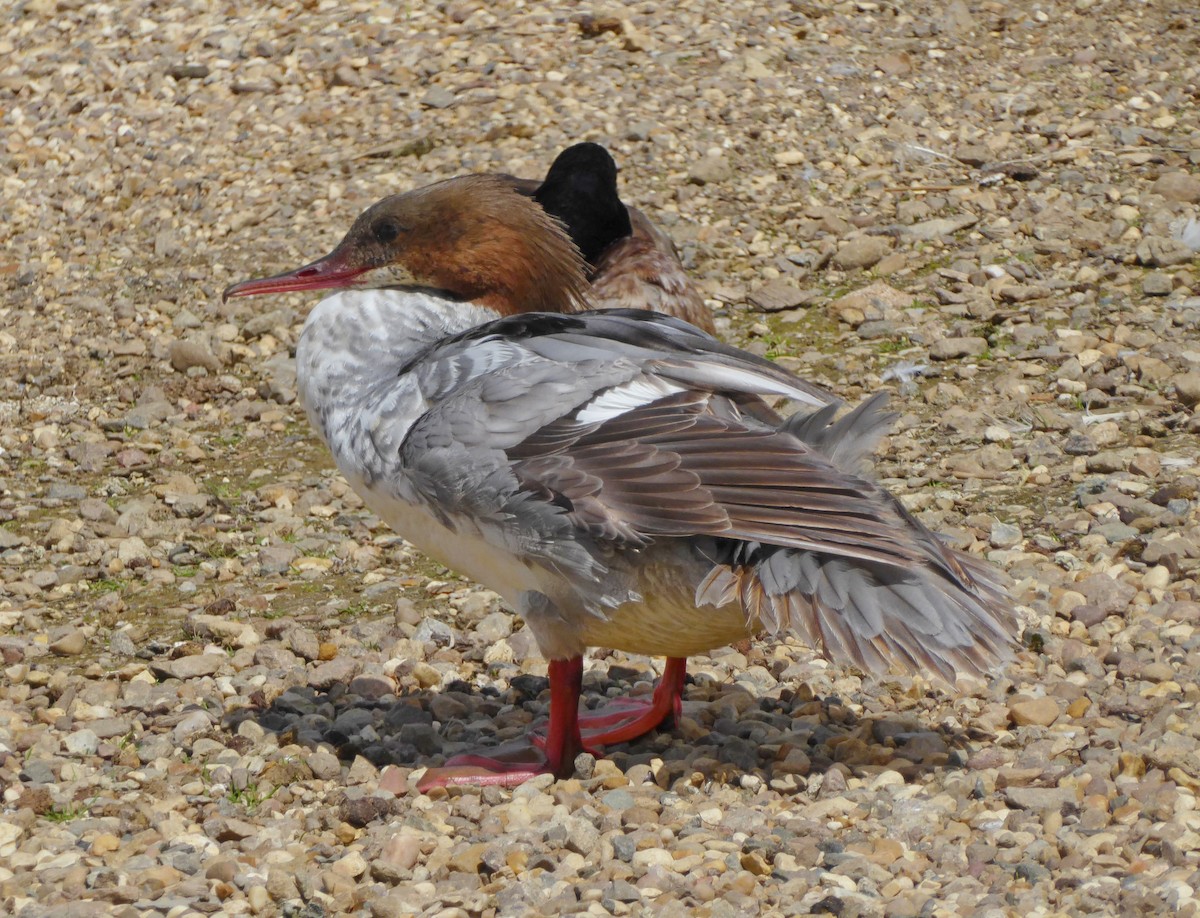 Common Merganser - ML620487258