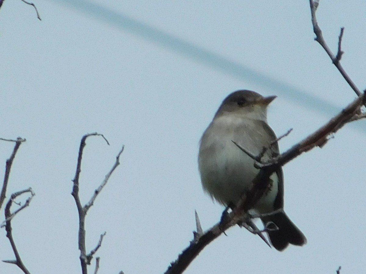 Willow Flycatcher - ML620487260