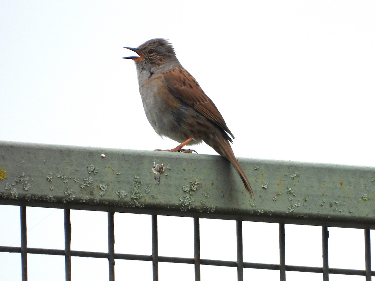 Dunnock - ML620487261