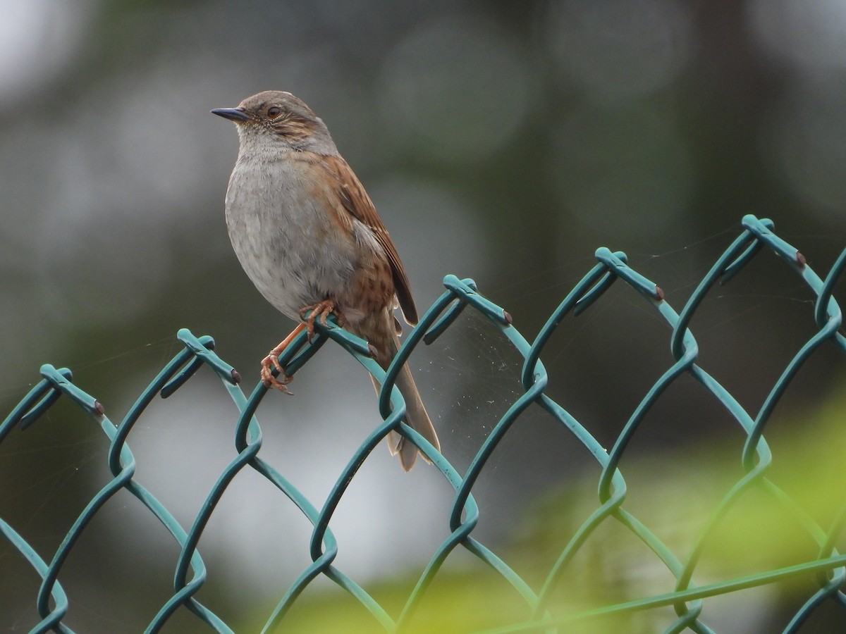 Dunnock - ML620487262