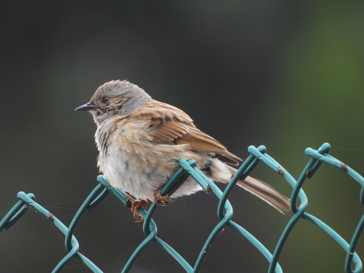 Dunnock - ML620487264