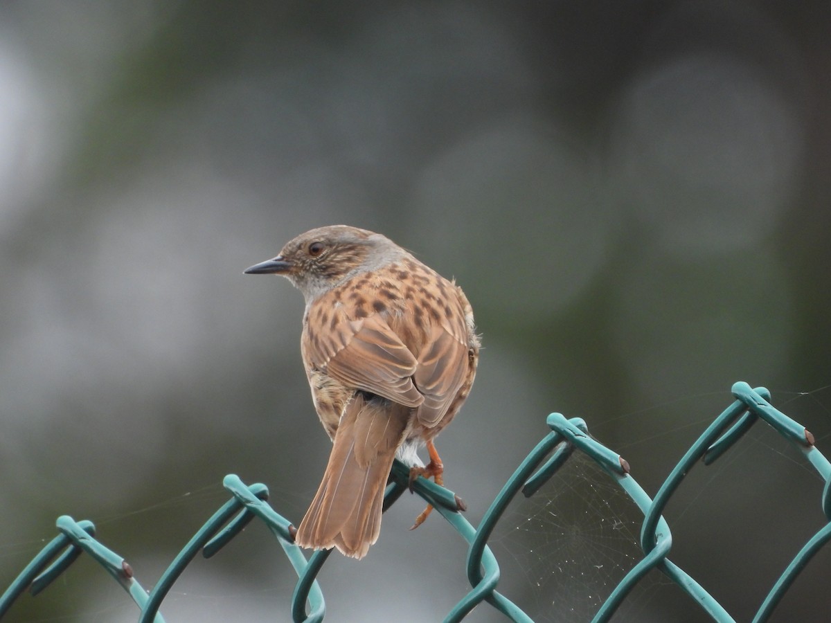 Dunnock - ML620487265