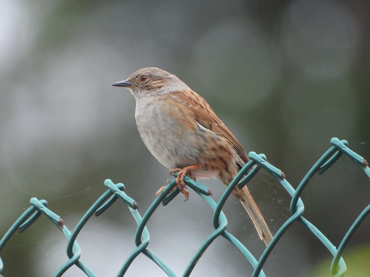 Dunnock - ML620487266