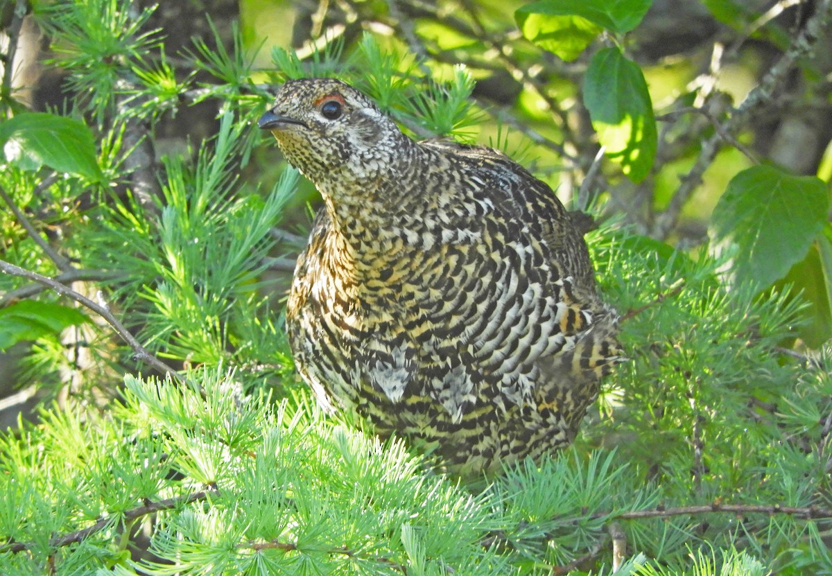 Spruce Grouse - ML620487269