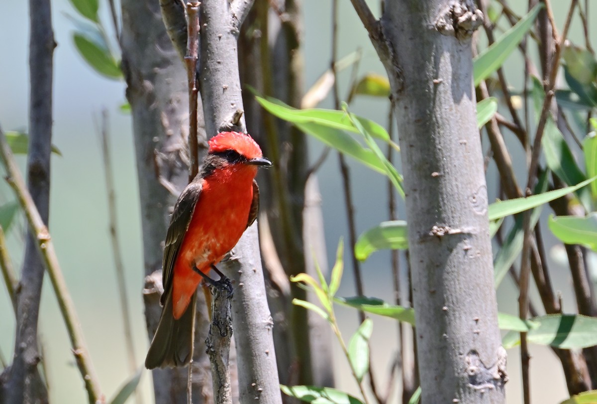 Vermilion Flycatcher - ML620487271