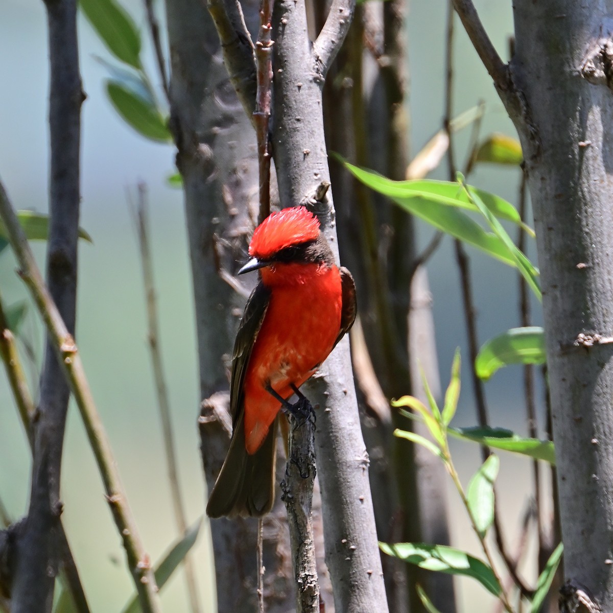 Vermilion Flycatcher - ML620487273