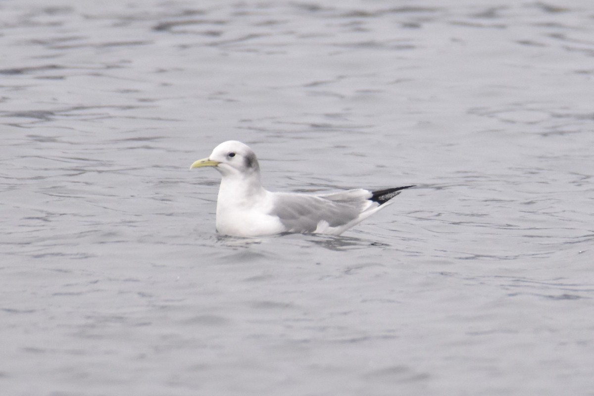 Mouette tridactyle - ML620487275