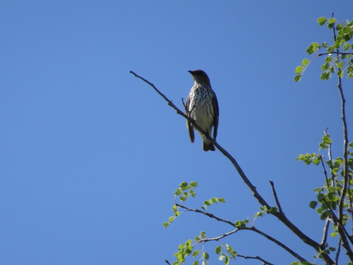 Violet-backed Starling - ML620487278