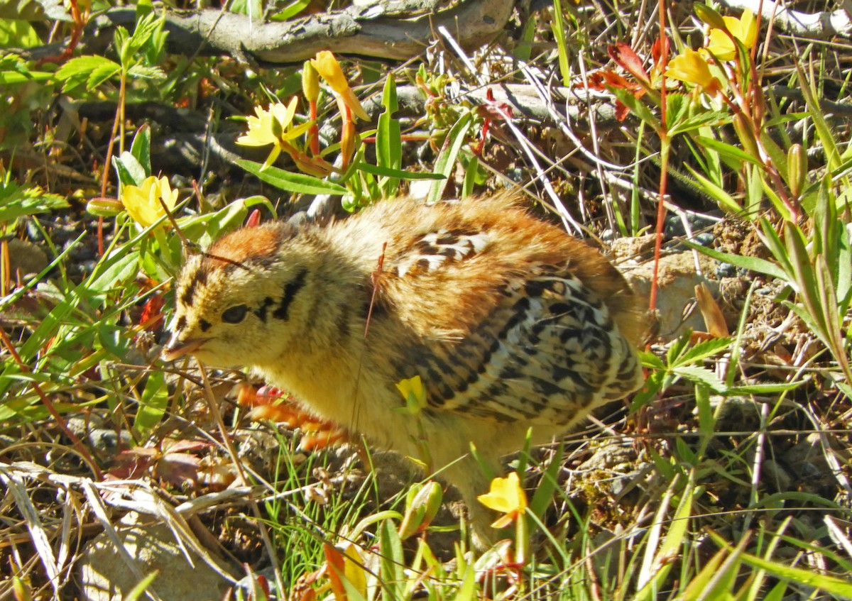 Spruce Grouse - ML620487288