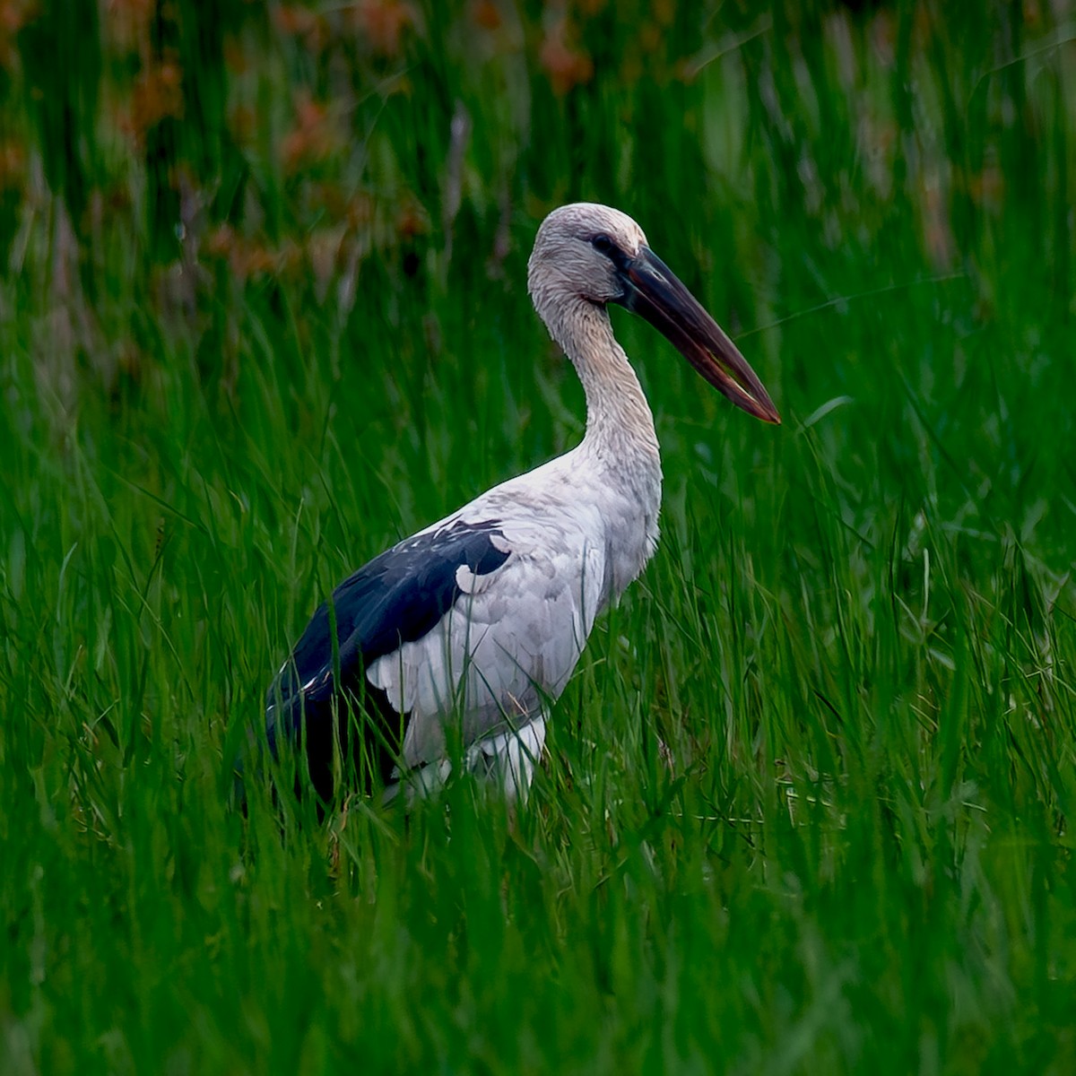 Asian Openbill - ML620487292